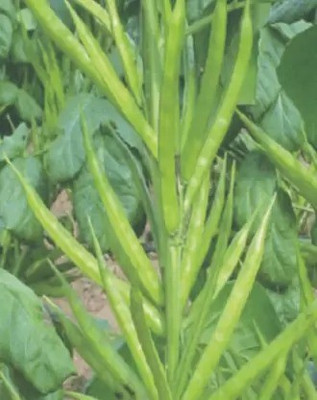 MAA Guar, Cluster Beans/Guar, gavar Seed(157 per packet)