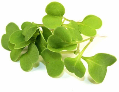 WILLVINE Organic Sprouting Seeds - Rocket Cultivated Seed(200 per packet)