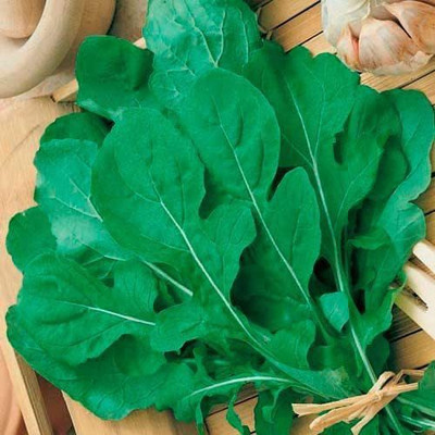 WILLVINE Slow Bolt Arugula (Eruca) Seeds Heirloom, Non-GMO Seed(200 per packet)