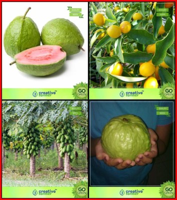 ActrovaX All Season Tree : Lemon Guava, Lemon, Papaya, Thailand Guava Tree [50 Seeds] Seed(50 per packet)