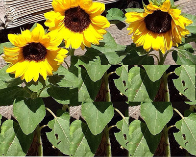 WILLVINE ™Sunflower Dwarf Incredible 2 in 1 Flower Seed Seed(1000 per packet)