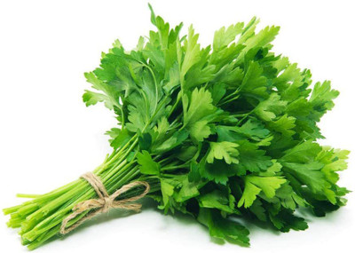 WILLVINE ™Herb Seeds - Coriander Cilantro Seed(2500 per packet)