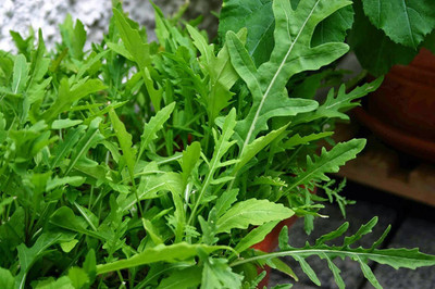 WILLVINE Green Rocket/Arugula Wild Cut Seeds Seed(500 per packet)