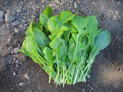 VibeX KGF -3 - Arugula - AstroLeafy - (750 Seeds) Seed(750 per packet)