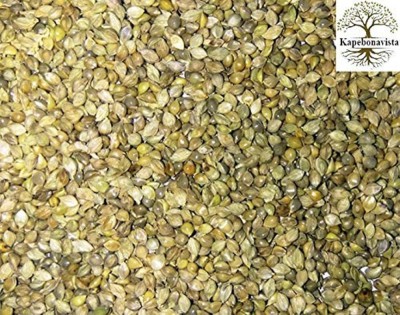 Kapebonavista Kangni Seed Finger Millet Proso Millet Pearl Millet Millet Beej 100g Seed(1 per packet)