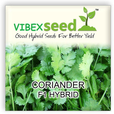 WILLVINE Cilantro Seed(500 per packet)