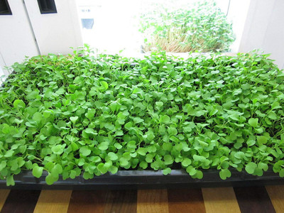 WILLVINE Arugula Seed(200 per packet)