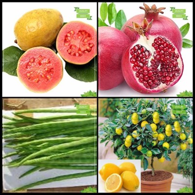 ActrovaX Air Purifying Fruit : Lemon Guava, Pomagranate, Drumstick, Lemon [100 Seeds] Seed(100 per packet)