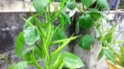Aro Guar, Cluster Beans/Guar, gavar Seed(17 per packet)