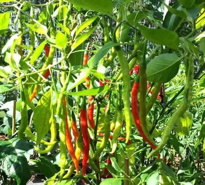 MAA Green Chilli, Chilli Pepper, Mirchi Seed(260 per packet)