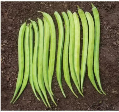 Chalisa Cluster Beans, Gaur Seed(100 per packet)