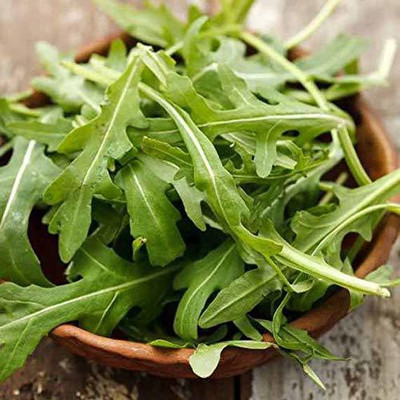 WILLVINE Rocket - Salad - Cultivated Seed(200 per packet)
