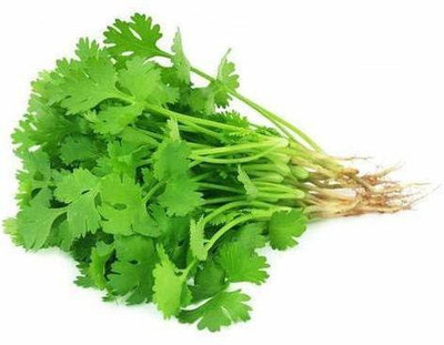WILLVINE ™Herb Cilantro Coriander Seeds Seed(2500 per packet)