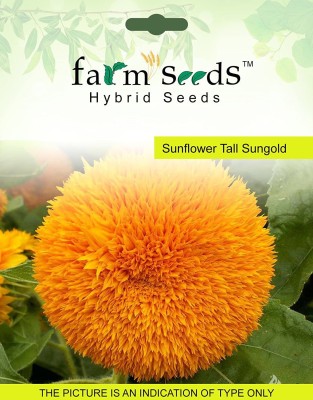Biosnyg Sunflower Tall Sungold 100 Seeds Seed(100 per packet)