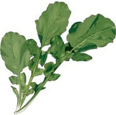 WILLVINE ™RUCOLA/ARUGULA WILD ROCKET SALAD Seed(1000 per packet)