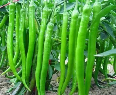 Chalisa Chilli, Mirchi Seed(100 per packet)