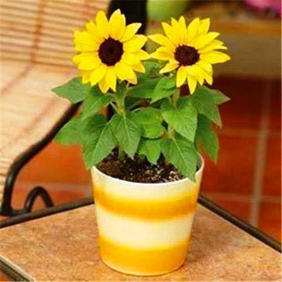 WILLVINE ™Sunflower Seeds Dwarf Sunflower Seeds Seed(1000 per packet)