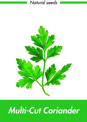 WILLVINE ™Coriander Seeds for Home Garden Seed(2500 per packet)