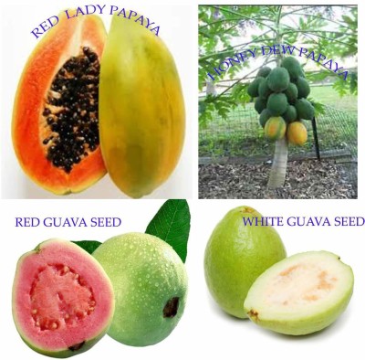 ActrovaX Red lady papaya,Honey Dew papaya,Red Guava,White guava 4 Pack [100 Seeds] Seed(100 per packet)