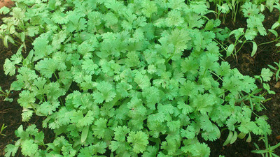 WILLVINE Botanicals Organic Coriander Seed Seed(1000 per packet)