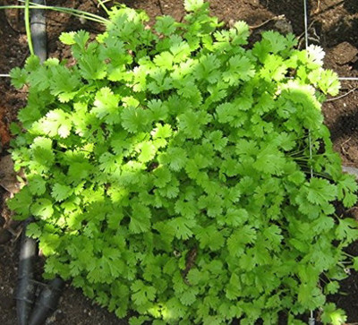 WILLVINE ™Hybrid Multicut Coriander Dhania Seeds Seed(2500 per packet)