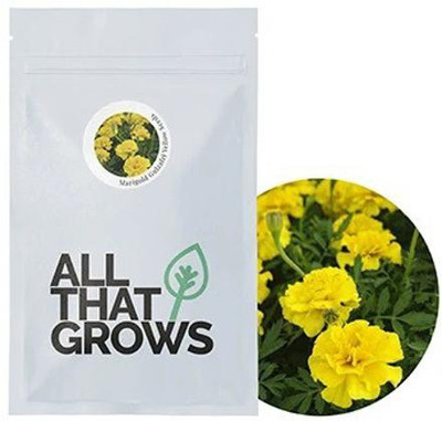 VibeX Marigold Seed(5 per packet)