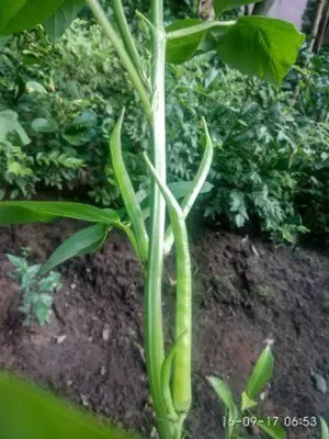 Aro Guar, Cluster Beans/Guar, gavar Seed(52 per packet)