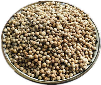 WILLVINE Cilantro Seed(500 per packet)