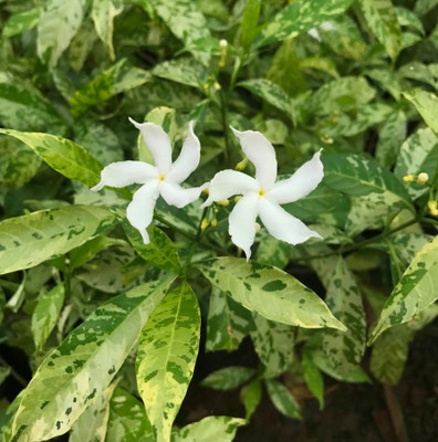 Padmavati Jasmine Plant(Hybrid, Pack of 1)