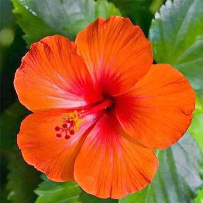 Aquinnah Graden Coconut Plant(Hybrid, Pack of 1)