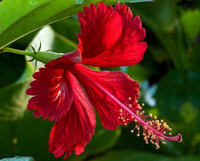 My Dream Nursery Hibiscus Plant(Hybrid, Pack of 1)