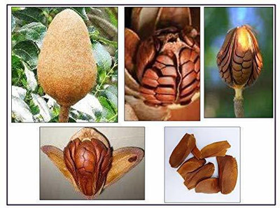 MKR Enterprises Mahogany Seed(30 per packet)