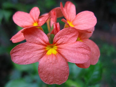 Aro Crossandra, Firecraker Flower Seed(40 per packet)