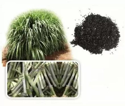 VERDOR SUPER NAPIER GRASS SEED HIGH YIELD (3000 SEEDS) Seed(3000 per packet)