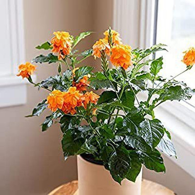 MAA Crossandra, Firecracker Seed(30 per packet)
