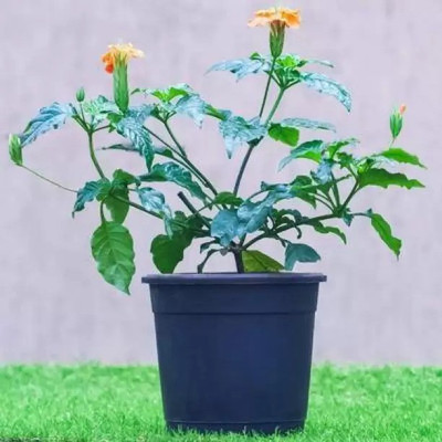 Chalisa Crossandra, Firecraker flower Seed(160 per packet)