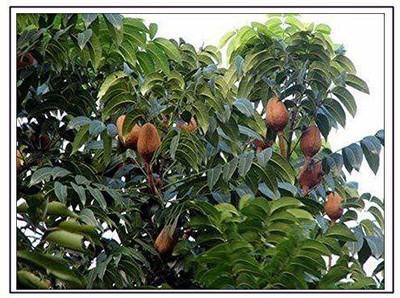 MKR Enterprises Mahogany Seed(30 per packet)