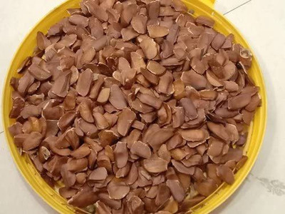MKR Enterprises Mahogany Seed(30 per packet)