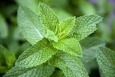 KANAYA Pudina/Mint Hebrs Seed(50 per packet)