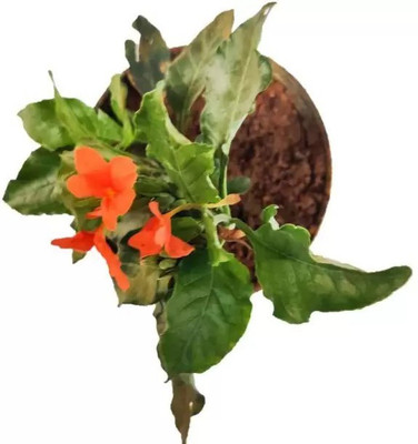 Aro Crossandra, Firecraker Flower Seed(70 per packet)