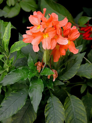 Chalisa Crossandra, Firecraker flower Seed(25 per packet)