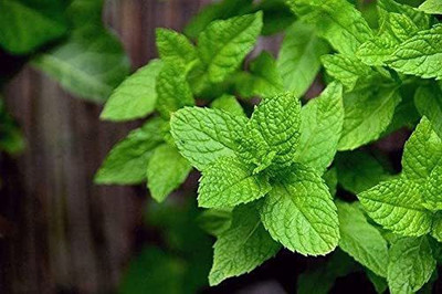 KANAYA Pudina/Mint Hebrs Seed(105 per packet)