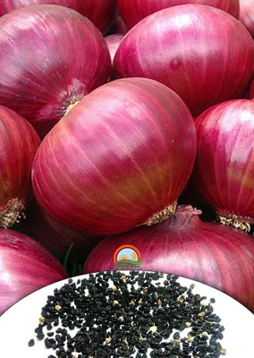FRESHO Onion Nasik Red Vegetable Seeds Seed(20 per packet)
