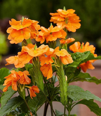 MAA Crossandra, Firecracker Seed(70 per packet)