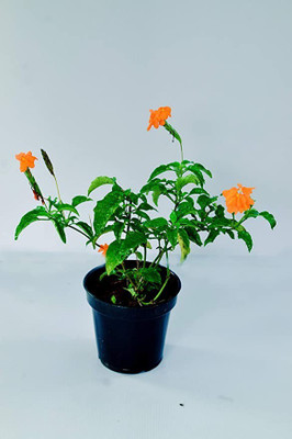 Chalisa Crossandra, Firecraker flower Seed(85 per packet)