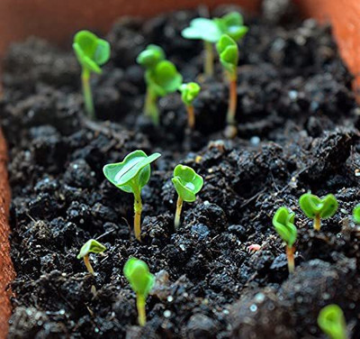 KANAYA Mint/Pudina Hybrid Seed(50 per packet)