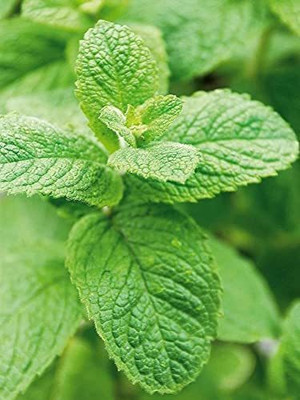 KANAYA Pudina/Mint Hebrs Seed(150 per packet)
