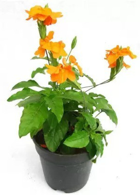 Chalisa Crossandra, Firecraker flower Seed(190 per packet)