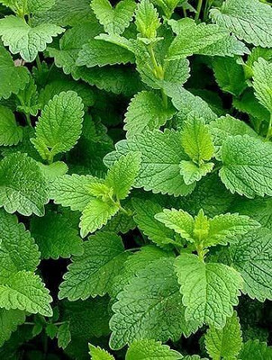 KANAYA Mint/Pudina Hybrid Seed(45 per packet)