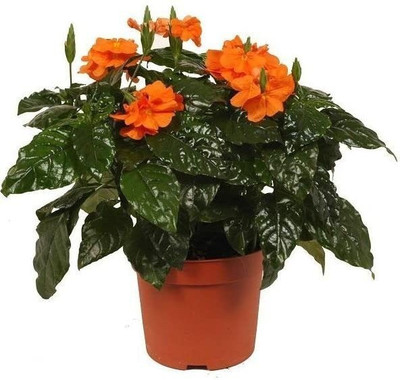 Chalisa Crossandra, Firecraker flower Seed(160 per packet)